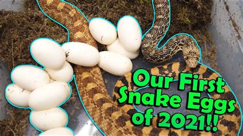 Everything You Need to Know About Snake Eggs (10 .
